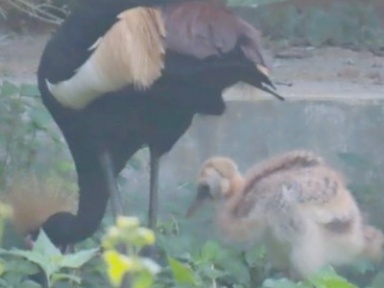 এক যুগ পর শ্রীপুর সাফারি পার্কে সফল প্রজনন করল গ্ৰে ক্রাউনক্যান 