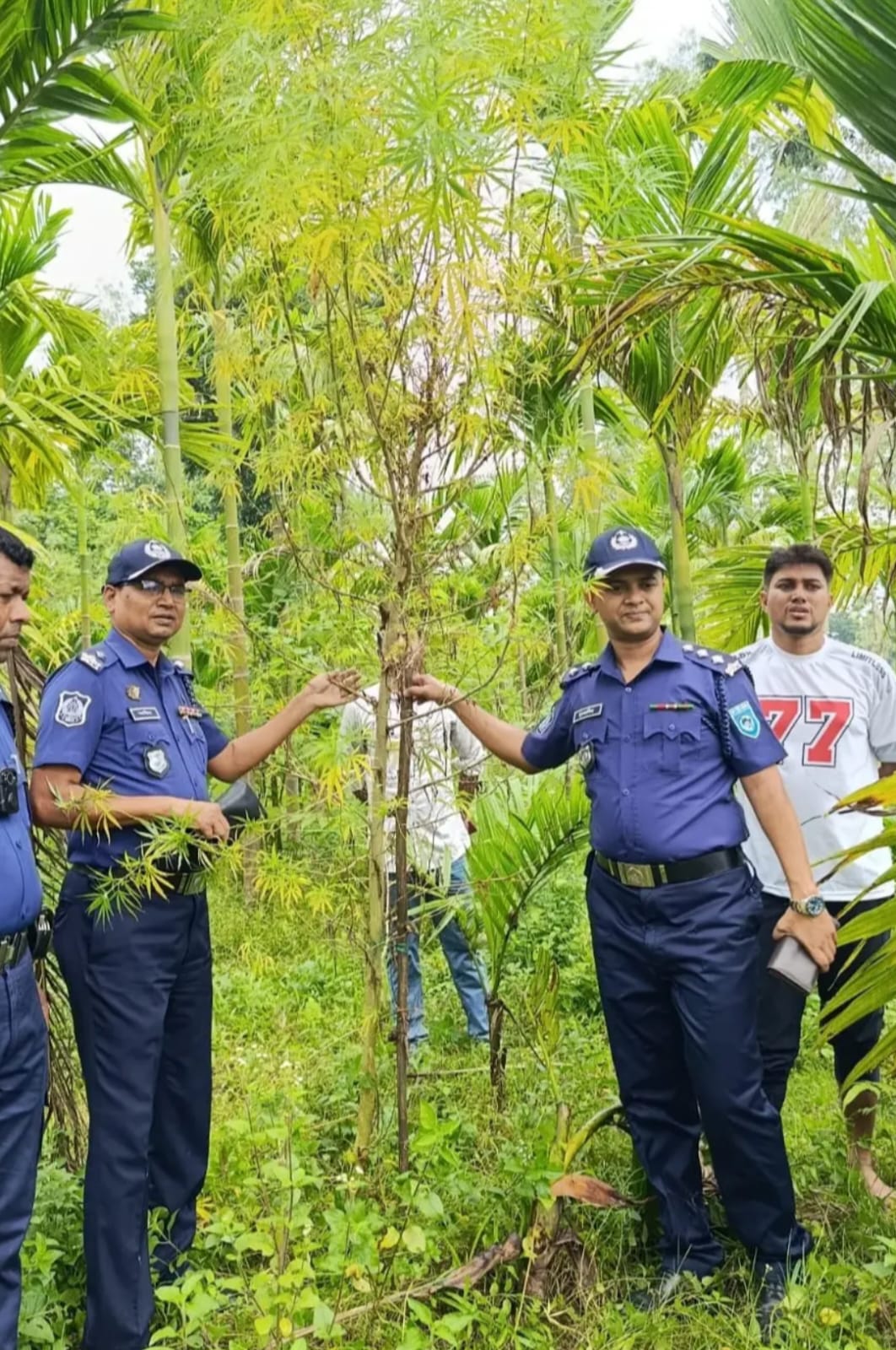 ভুরুঙ্গামারীতে সুপারি বাগানের আড়ালে গাঁজা চাষ, চারটি গাছ জব্দ করলেন পুলিশ