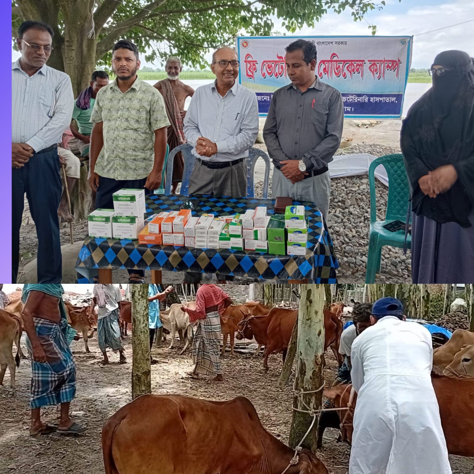 ভূরুঙ্গামারীতে ফ্রি ভ্যাকসিনেশন ও মেডিকেল ক্যাম্পেইনে বিনামূল্যে গবাদিপশুর টিকা ও ওষুধ বিতরণ।