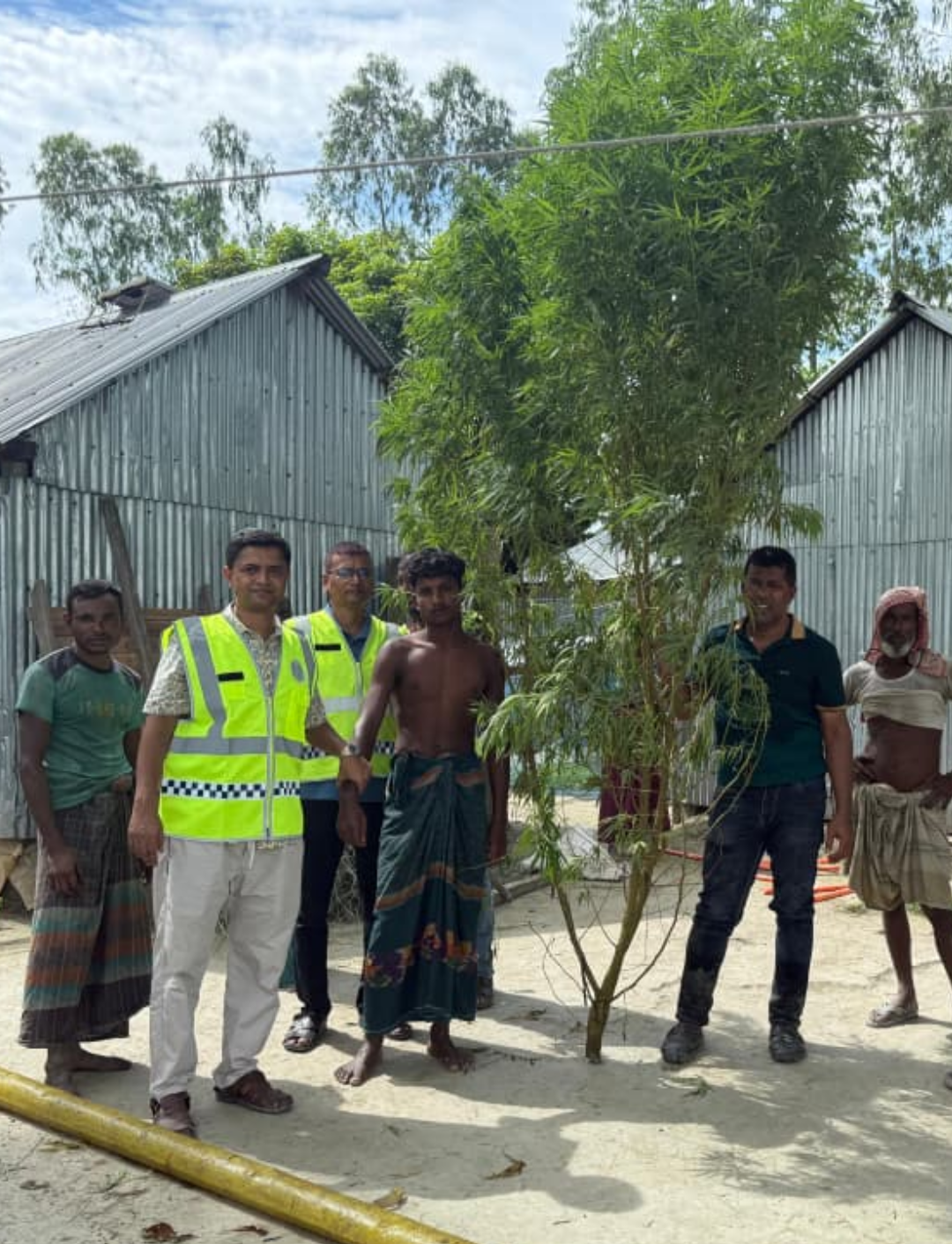 ভূরুঙ্গামারীতে জুয়াড়ি ও মাদক কারবারির বাড়ি থেকে ১৭ ফুট উচ্চতার গাঁজা গাছ উদ্ধার